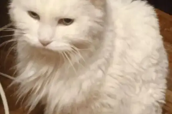 Пропала белая кошка, 55 Разбегаево