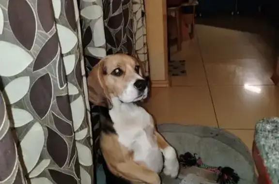 Пропала собака Бигль, ул. Набережная 71 к1