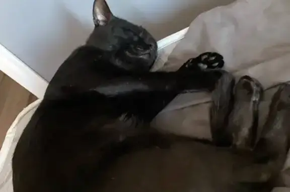 Пропала черная кошка, ул. Профинтерна 11