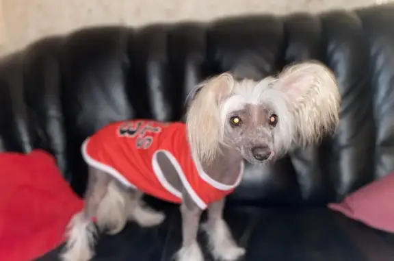 Пропала собака, 5 мкр-н, Курган