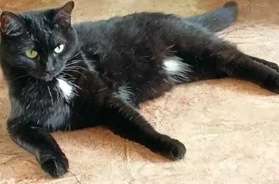 Кошки потеряшки, Томск, фото: Потеряшка кошка, ул. Интернационалистов 19