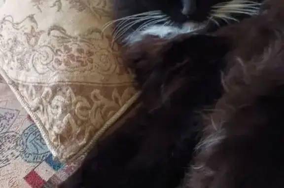 Пропала кошка, пр. Тракторостроителей 73