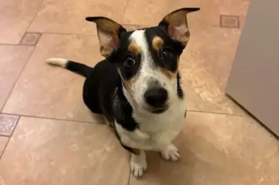 Найдена собака на ул. Августа Бебеля, 36