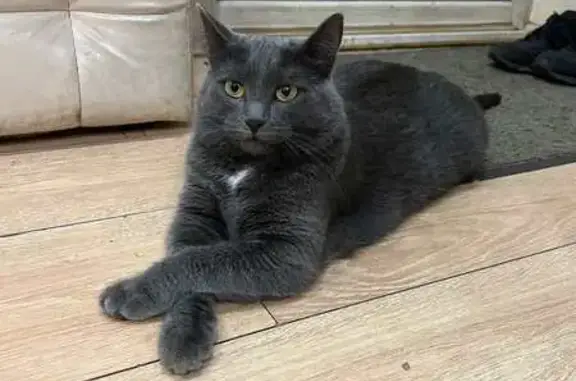 Пропала кошка, Владимир, Строителей 24А