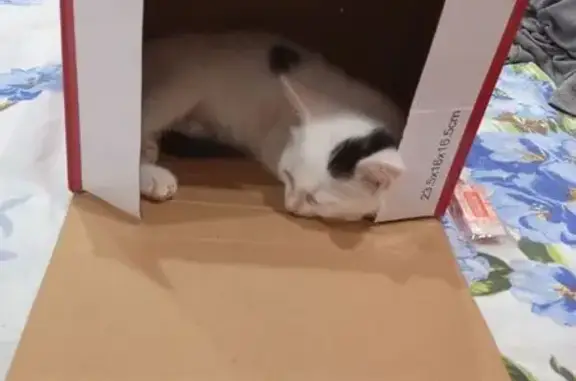 Пропала кошка, ул. Чайковского 10, Лысьва