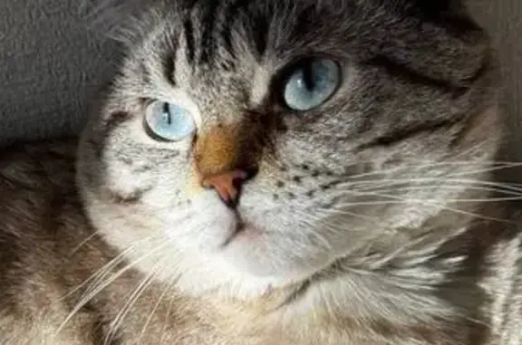 Кошки потеряшки, Барнаул, фото: Потеряшка кот Вася, Павловский тракт, 221