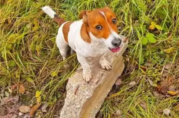 Пропала собака Пузико, Струково, Тула