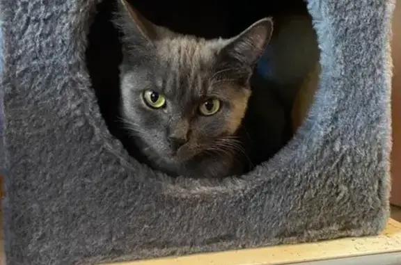 Кошки потеряшки, Москва, фото: Потеряшка кошка, Волжский бул., 48, Москва