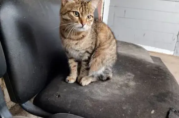 Найдена кошка, Кострома, фото: Кошка найдена: Кинешемское шоссе 4/1