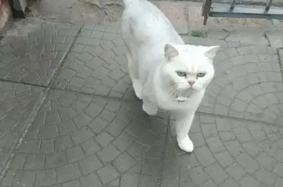 Найдена кошка, Саратов, фото: Кошка найдена: ул. Танкистов, 46, Саратов