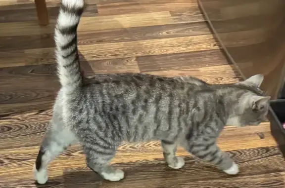 Найдена кошка, Оренбург, фото: Найдена кошка, Успенская ул., Оренбург