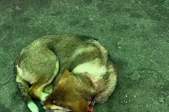 Найдена собака, Яменское, фото: Собака найдена: А-134, Яменское поселение