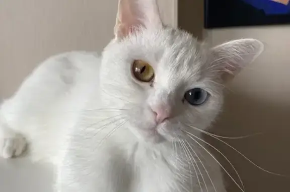 Кошки потеряшки, Чусовой, фото: Потеряшка белая кошка, ул. Космонавтов, 5