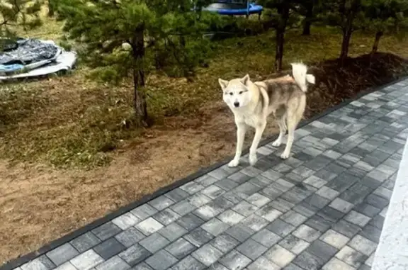 Найдена собака, Элита, фото: Лайка найдена на Саянской улице, Элита