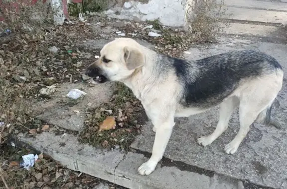 Найдена собака, Абакан, фото: Найдена собака, ул. Пушкина, 65, Абакан