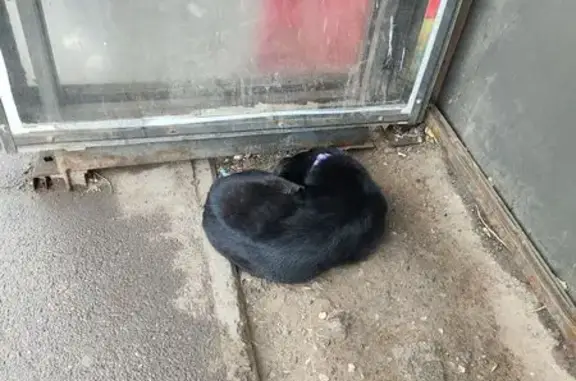 Найдена собака, Красноярск, фото: Собака найдена на Ветлужанке, Домик