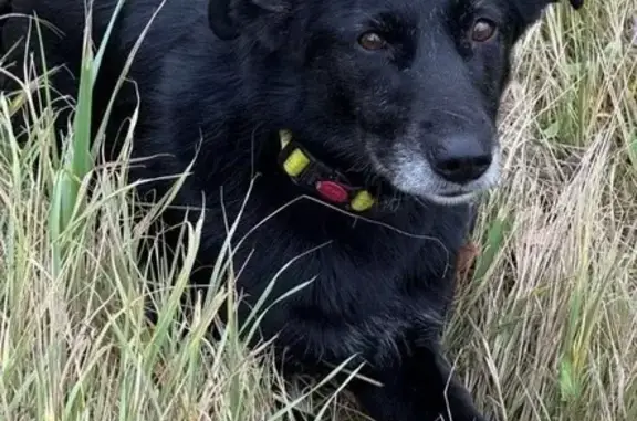 Пропала собака на 2-м Успенском шоссе