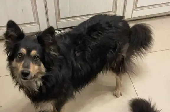 Собаки потеряшки, Московская область, фото: Потеряшка собака в Костино, Дмитровский ГО