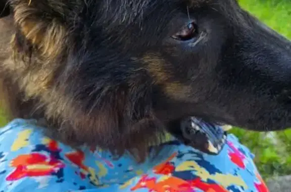 Пропала собака, Лесопарковая 17, Зеленоградск