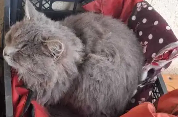 Найдена кошка, Бессоновка, фото: Кошка найдена: Бессоновка, 58К-168, 13А