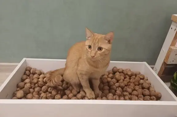 Пропала рыжая кошка, 45-я Параллель, 2