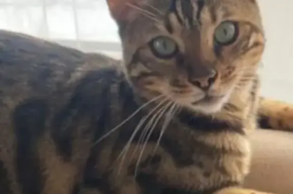 Кошки потеряшки, Юрьев-Польский, фото: Потеряшка бенгальская кошка, ул. Свободы, 122