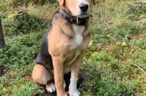 Пропала собака, Липовка, Удмуртия