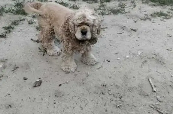 Пропала собака, ул. Козьмы Минина, Волгоград