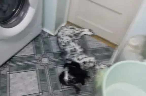 Собаки потеряшки, Нарьян-Мар, фото: Потеряшка собака, Комсомольская 6А, Н-Мар