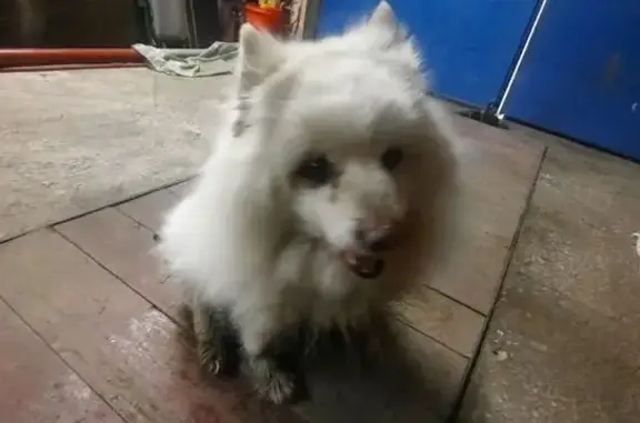 Найдена собака, Челябинск, фото: Найдена белая собака, Шадринская 35, Челябинск