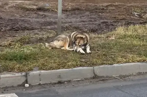 Найдена собака, Новочебоксарск, фото: Собака найдена: Изумрудная ул., поз.1