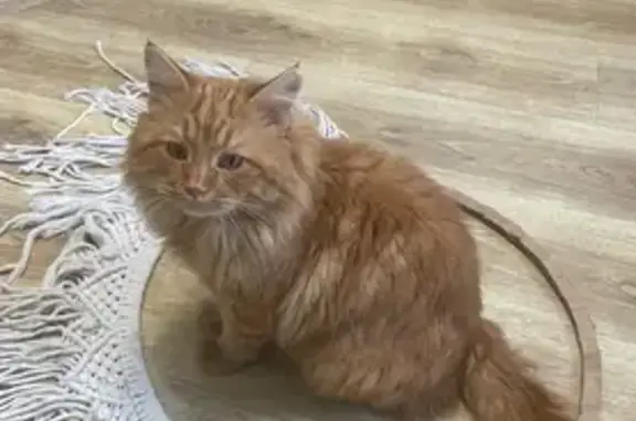 Пропала кошка в Котово, Волгоградская обл.