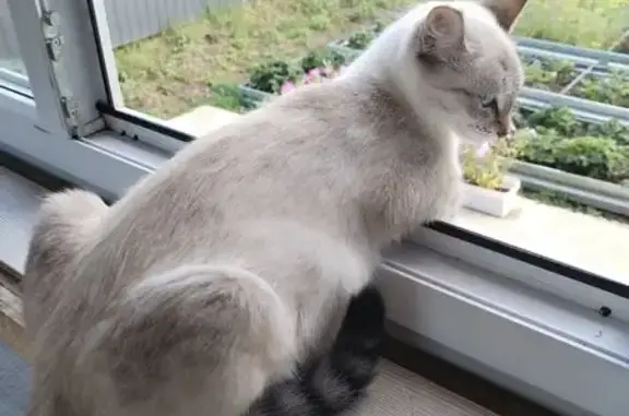 Кошки потеряшки, Набережные Челны, фото: Потеряшка кошка, Окружная ул., Наб. Челны