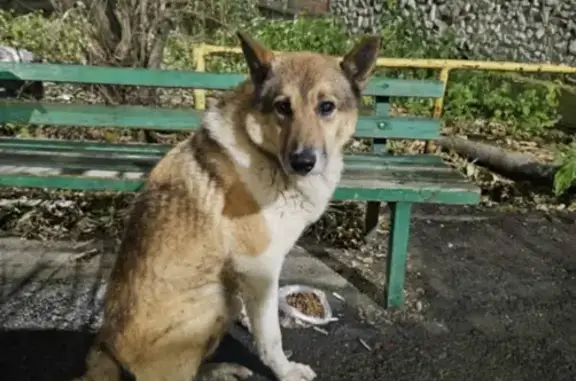 Собака найдена: Советская ул. 55, Екб