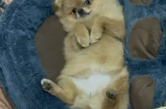 Пропала собака на Коммунаров, 24, Ростов