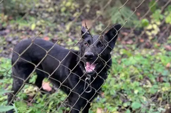 Найдена собака, Московская область, фото: Найдена собака, Воскресенское, МО