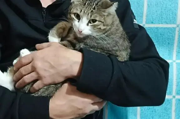 Кошки потеряшки, Томск, фото: Потеряшка кошка Барсик, Шпальный пер. 7, Томск