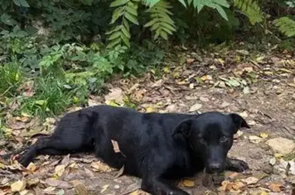 Пропала собака, ул. Чехова, 222, Ставрополь