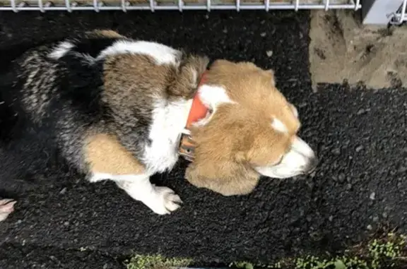 Найдена собака, Курск, фото: Бигль найден на 50 лет Октября, 185А