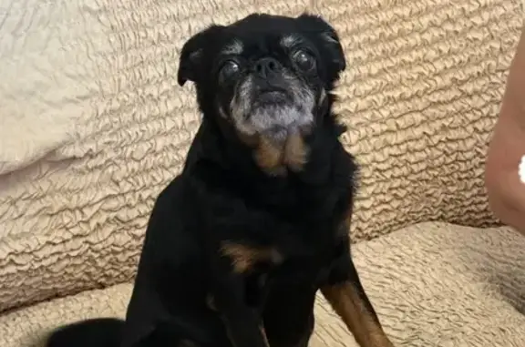 Собаки потеряшки, Симферополь, фото: Потеряшка собака, ул. 60 лет Октября, 28