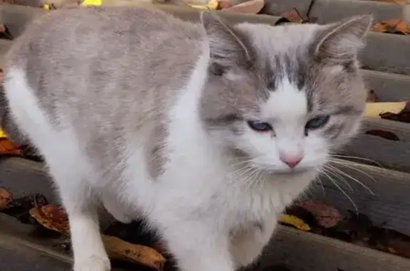 Кошка найдена, Рионская ул., Волгоград