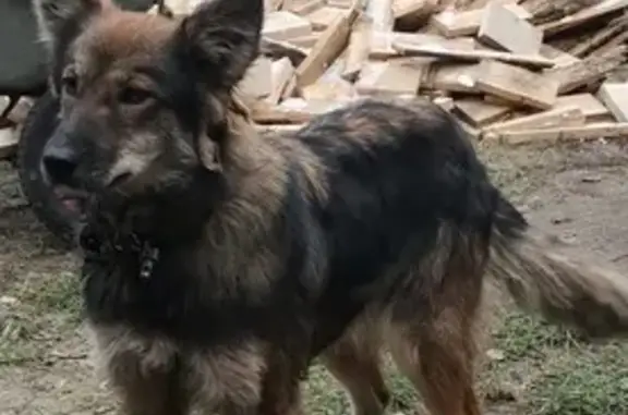 Пропала собака на ул. Фокина, Брянск