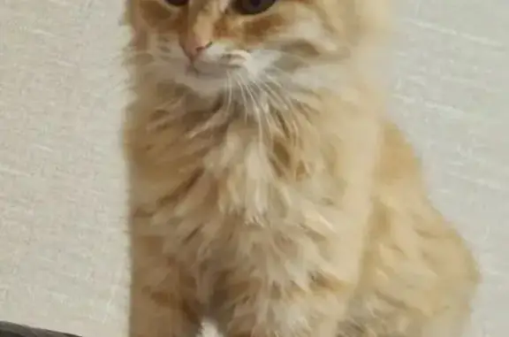 Котёнок найден: ул. Симонова, Волгоград