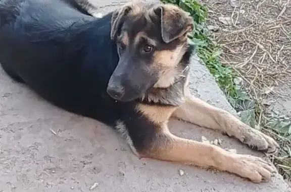 Собаки потеряшки, Каменск-Шахтинский, фото: Потеряшка собака, ул. Мусина 9, Каменск
