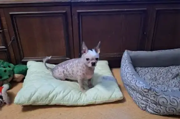 Пропала собака в комбезе, Костромская обл.