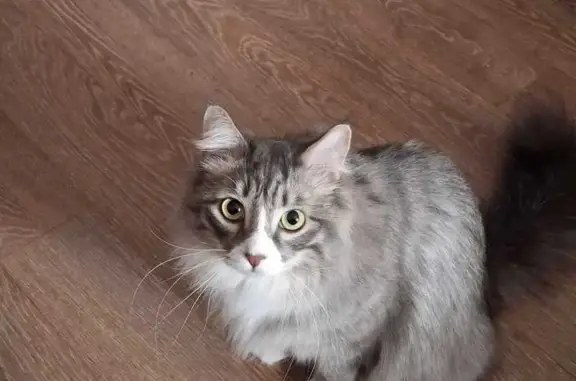 Кошки потеряшки, Комсомольск-на-Амуре, фото: Потеряшка кошка, Молодогвардейская 18