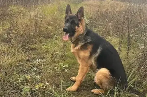 Пропала собака, Стрелецкое, Краснооктябрьская