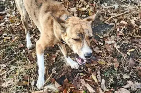 Собака найдена: Вязовая ул. 31, Челябинск