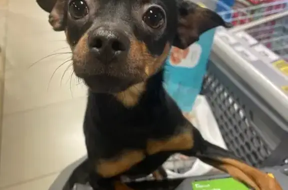 Пропала собака, Мытищи, Новомытищинский 31А