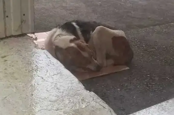 Собака найдена: Лесная ул., Москва